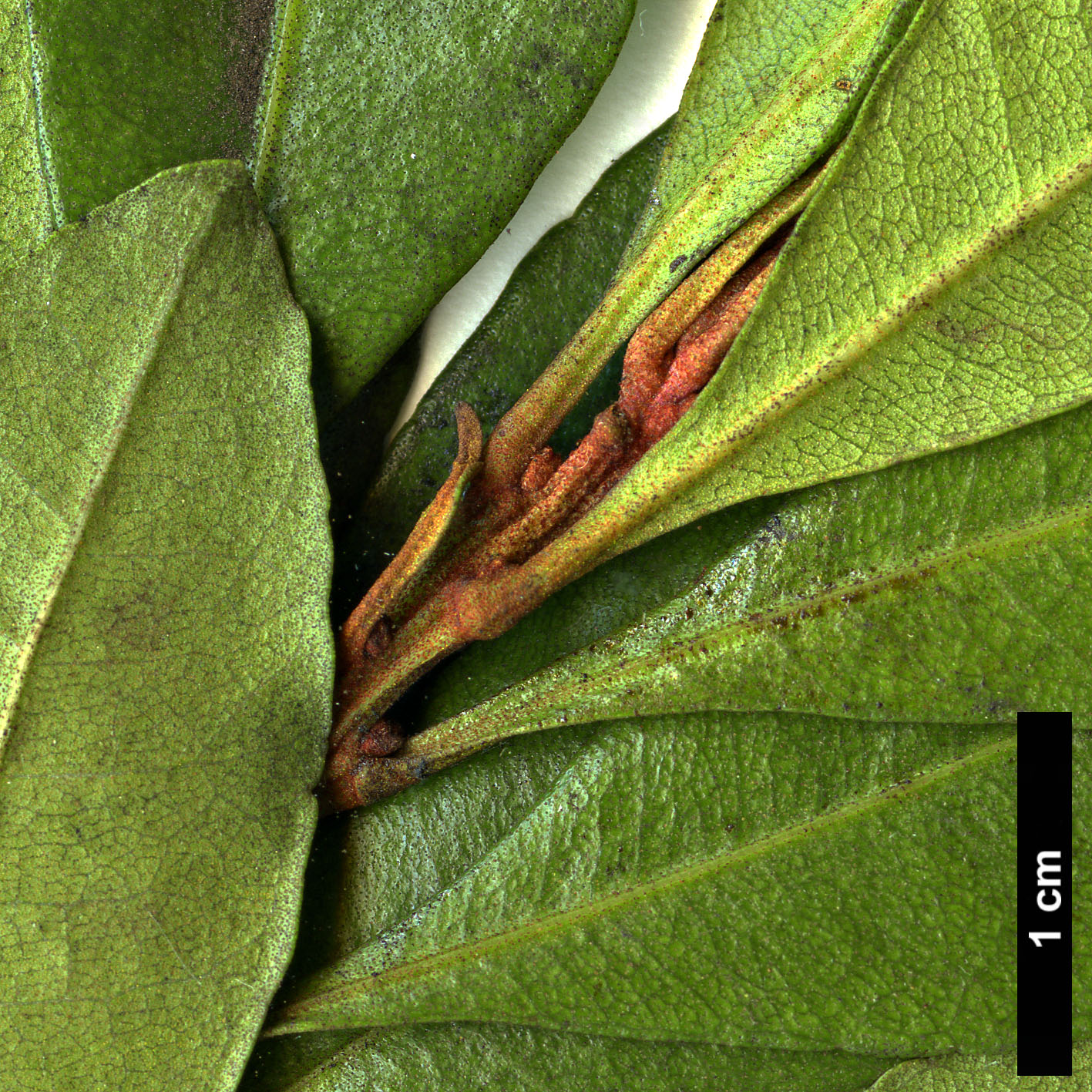 High resolution image: Family: Myricaceae - Genus: Morella - Taxon: faya High resolution image: Family: Myricaceae - Genus: Morella - Taxon: faya